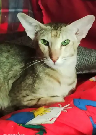 Ориентальные коты, фотография 1