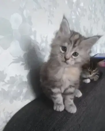 Котята мейн-кун, фотография 2