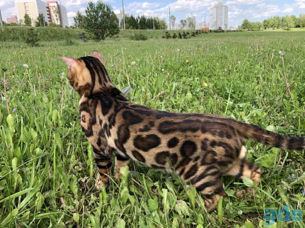 Бенгальский кот вязка Gr. I. Ch породы, фотография 1