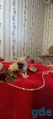 Чихуахуа мини девочка щеночек, фотография 2