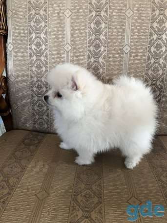 Продажа шпица, фотография 1