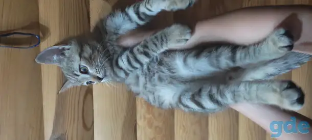 Котенок в дар, фотография 3
