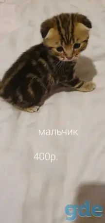 Шотландские котята, фотография 4
