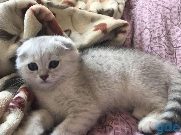Шотландские котята, фотография 2