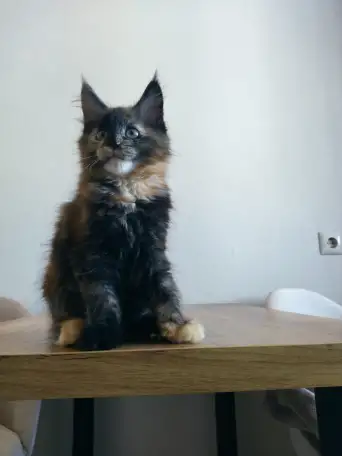 Котёнок Мейнкун, фотография 1