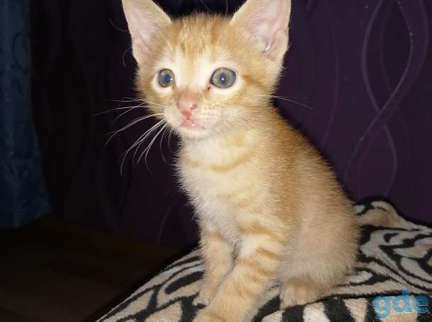 Котята донского сфинкса, фотография 6