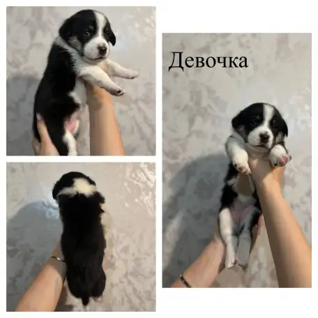 Щенки метисы корги, фотография 6
