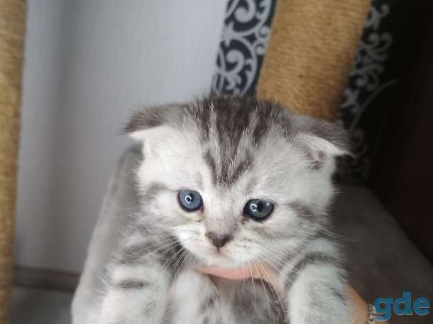 Шотландские котята, фотография 5