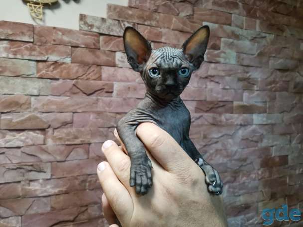 Каналский сфинкс котята, фотография 3