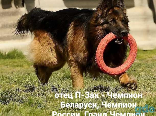 Щенки немецкой овчарки, длинношёрстные, с родословной, фотография 9