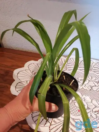 Продаю цветы, фотография 4