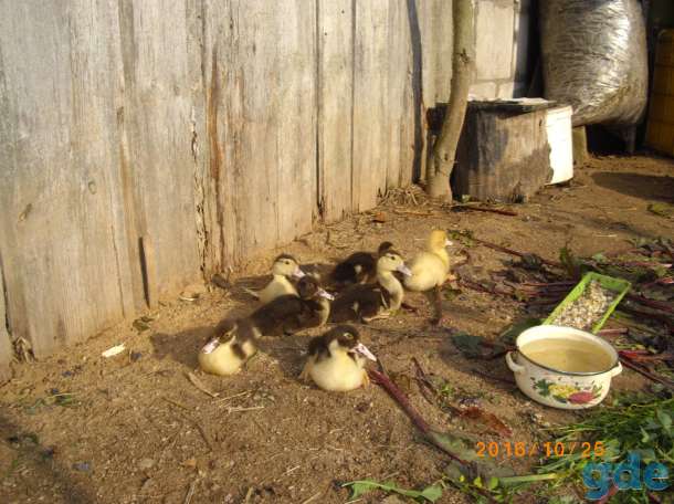 продам индоутят с уткой, фотография 2