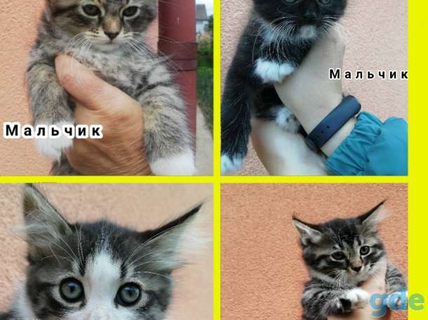 Котята в добрые руки, фотография 1