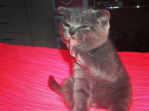 Продам шотландских вислоухих и прямоухих котят, фотография 2