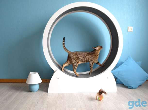Беговое колесо для кота, фотография 2