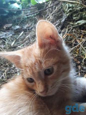 Котята ищут дом или передержку, фотография 6