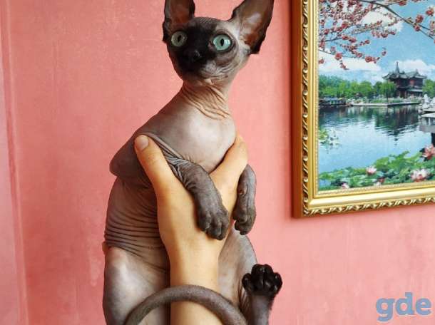 Канадский сфинкс кошка, фотография 4