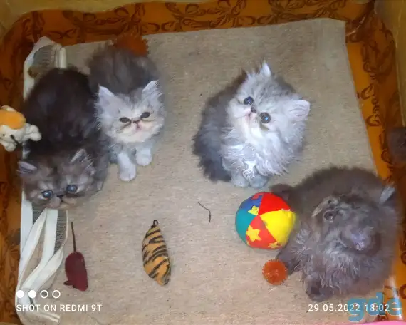 Персидские котята Экстремального типа чистокровные. Персы., фотография 8