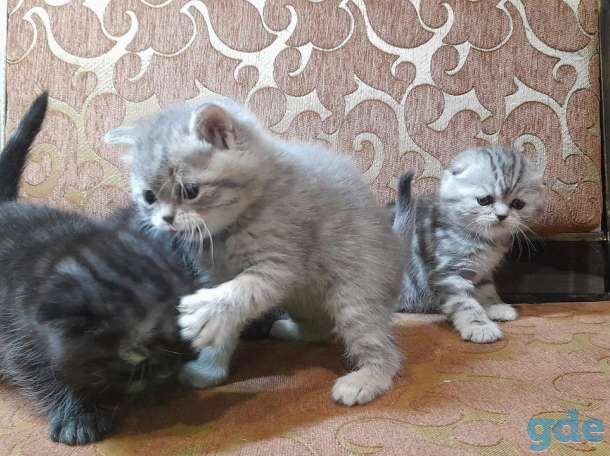 котята шотландские, фотография 7