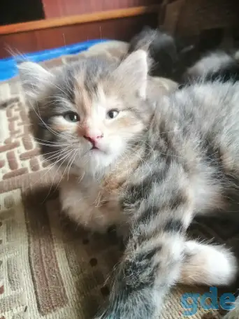 Котята в дар, фотография 6