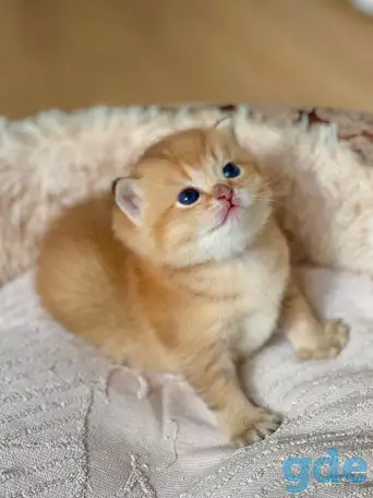 ЗОЛОТАЯ ШИНШИЛЛА шотландские котята, фотография 3