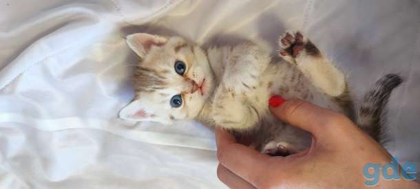 Шотландские котята, фотография 3