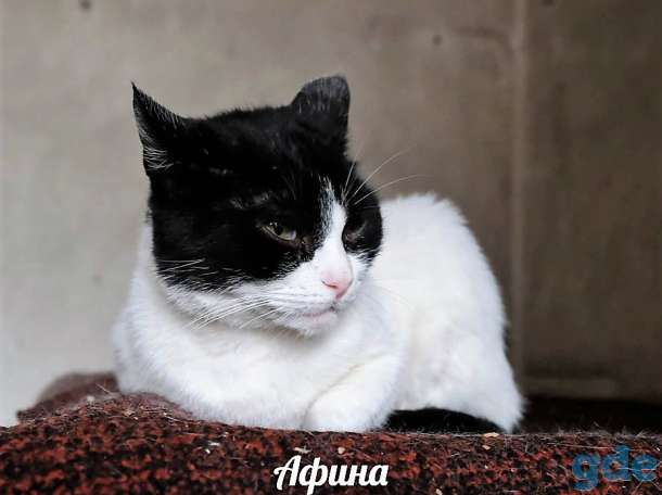 Очень красивая чёрно-белая кошка, фотография 3