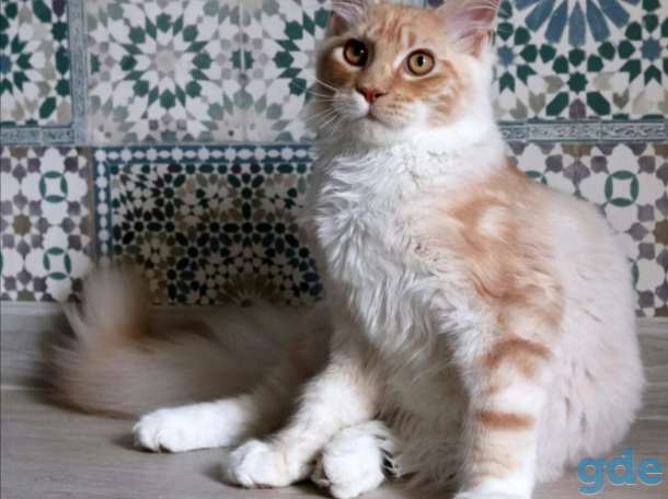 Мейн-кун котенок, фотография 7