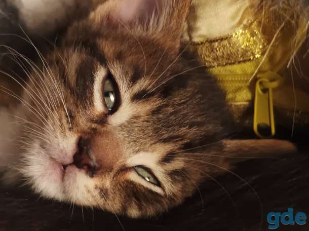 Котята в добрые руки, фотография 5