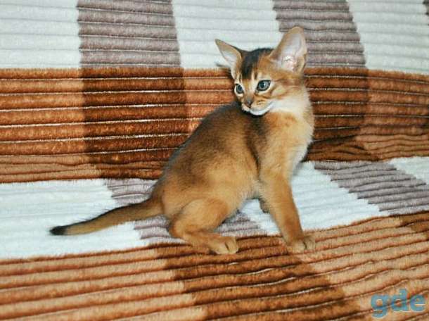 Абиссинский котенок, фотография 6