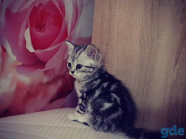 Шотландские котята, фотография 2