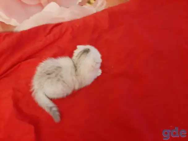 Шотландские  вислоухие котята, фотография 10