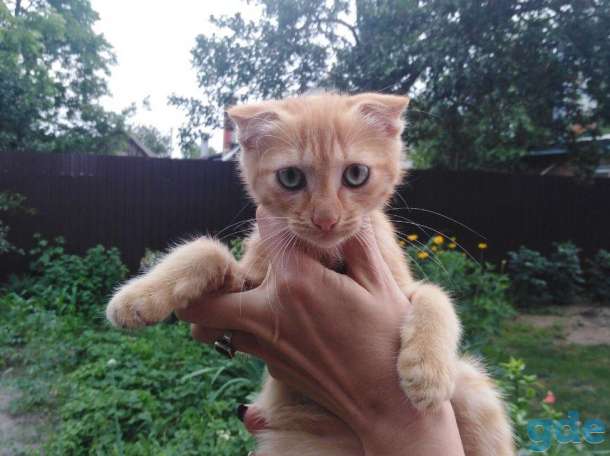 шотландские котята, фотография 5