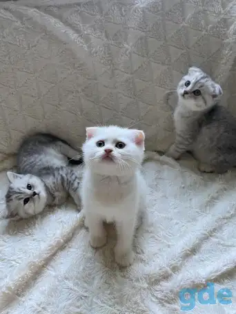 Шотландские милашки, фотография 2