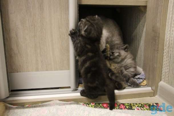 Котята шотландские, фотография 5