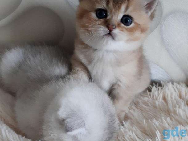 Котята шотландские серебристой и золотой шиншилки, фотография 1