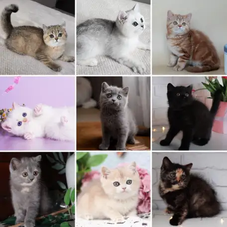 Британские Котята От Чемпионов - Много окрасов!, фотография 8