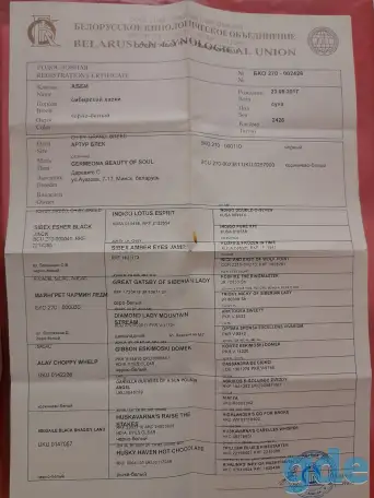 продам щенков хаски, фотография 7