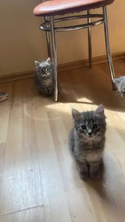 пушистые котята в дар, фотография 2