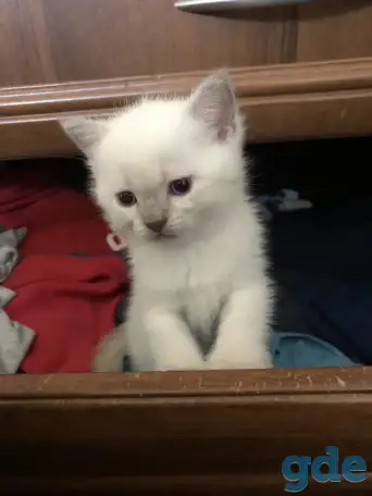 Продам шотландских котят, фотография 3