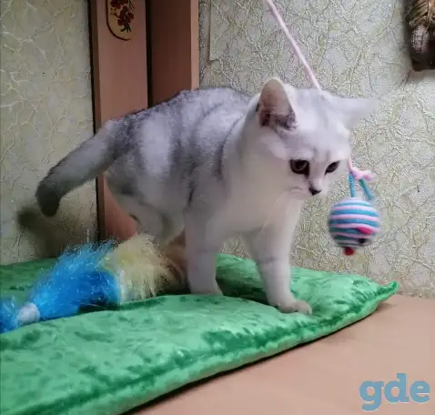 Британские котята, фотография 5