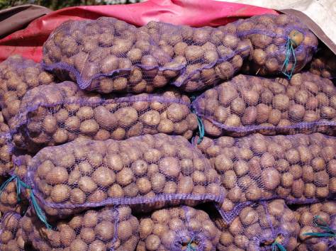 Продам КАРТОФЕЛЬ, фотография 1