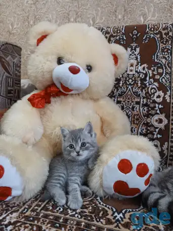 Шотландские котята, фотография 5