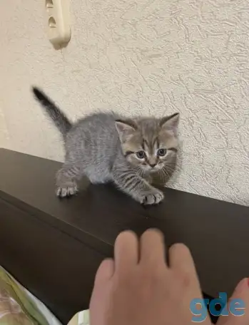 Шотландские котята, фотография 3