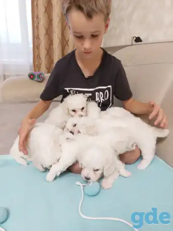 Щенки Бишон фризе, фотография 5