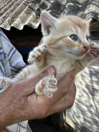 Котята 2 месяца, фотография 3