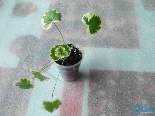 Продам комнатные растения, фотография 6