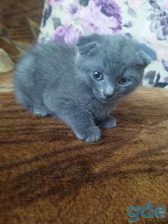 Продам котят, фотография 2