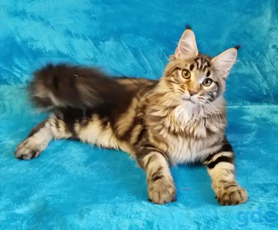 Котят Мейн Кун, фотография 1