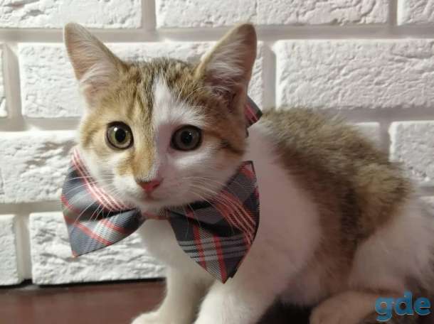 Котенок в добрые, ответственные руки!, фотография 1